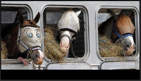 � ���� �� �������� (7 ����)