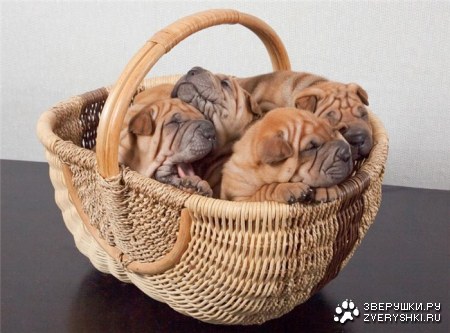 ���������� �������� (9 ����)