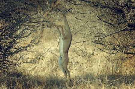 �������� (11 �������� ����)