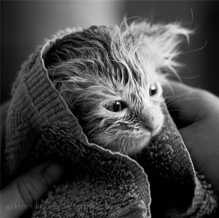 �������� (11 �������� ����)