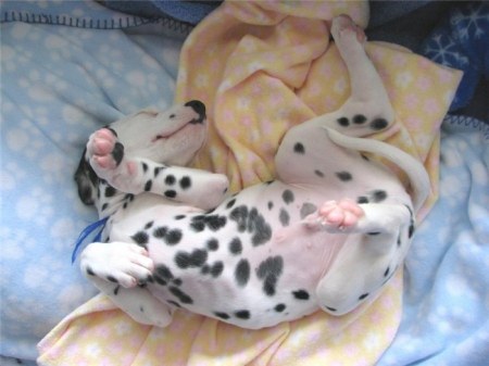 �������� (11 �������� ����)