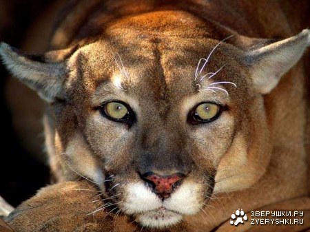 ���������� (11 ����)