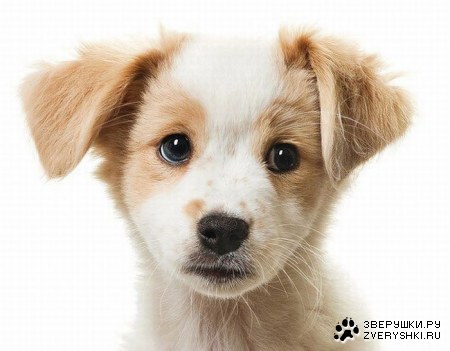 ����� ������ (12 ����)