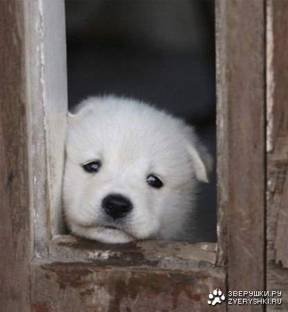 ����� ������ (12 ����)