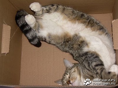 Кошки - чемпионы по сну! Кошки - чемпионы по сну!