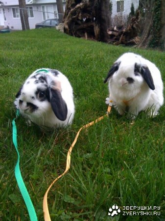 �� �������� ;)