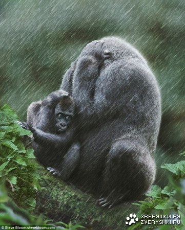 ��� ��� ������...