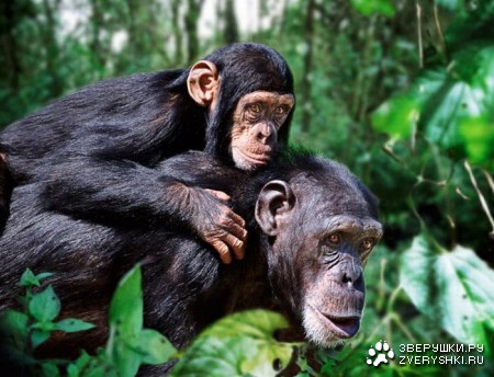 �������� � ���� (11 ����)