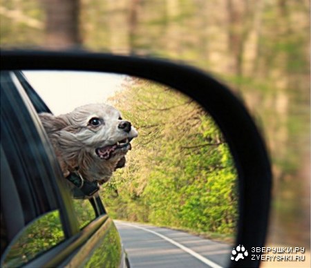 ������ �������� ����� (8 ����)