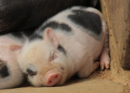 ���������� ��� :)