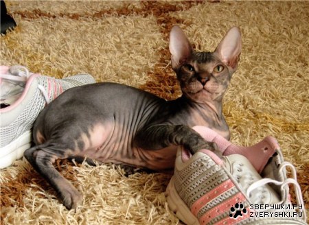 ������-��������� (4 ����)