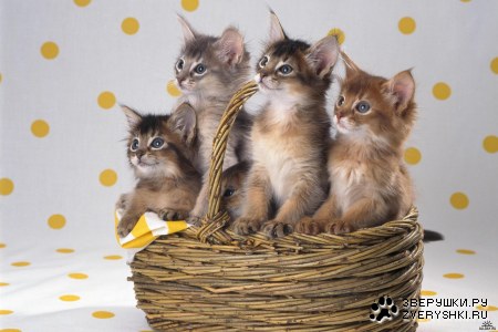 ������ ������� �� ����� �������� ;)