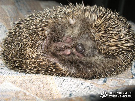 ���� (5 ����� ����������)