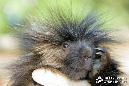 �������� �������� ����������� (15 ����)