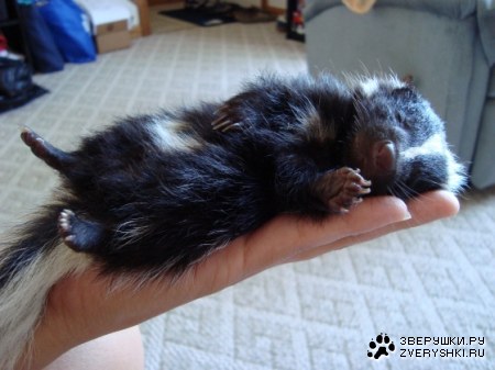 ��������� ����� (4 ����)