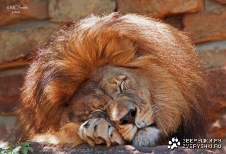 �������� � ���������� (37 ����)