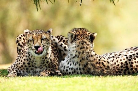 �������� � ���������� (37 ����)