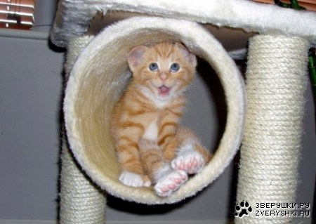 ����� ������������ (3 ����)