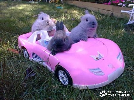 �� ����, ����, ����...