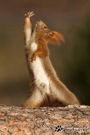 ������� ������ �������� ������� ;)