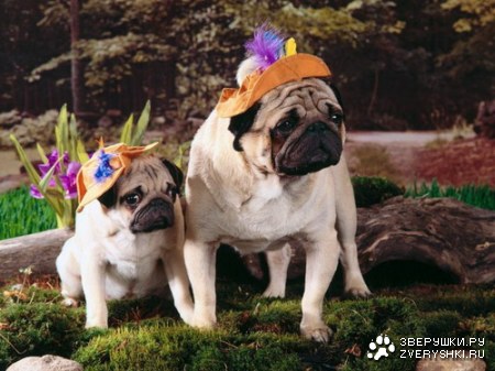 �������� �� ����� (21 ����)