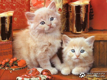 �������� �� ����� (21 ����)