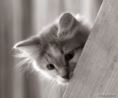 ������ � ������� (18 ����������)