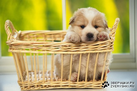 ����� ������ (10 ����������)