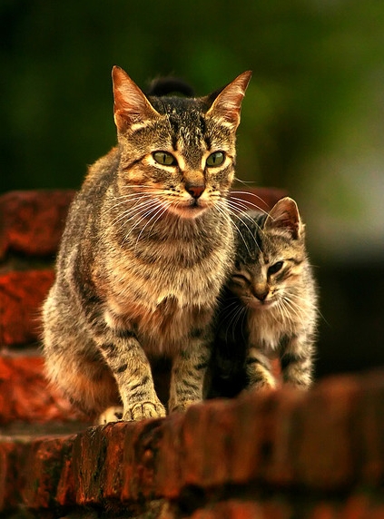 ������� � ������ (15 ����)