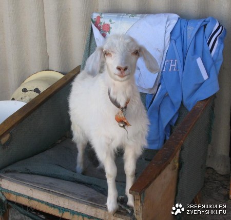 �������� �� �������! (13 ����)