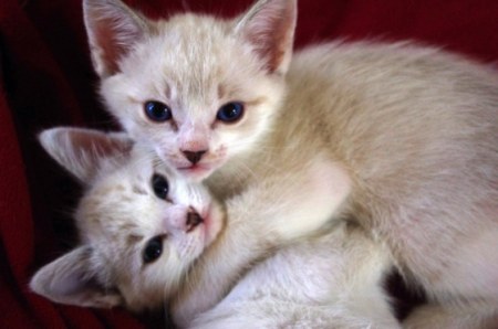 ��������� (11 ����������)