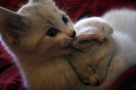 ��������� (11 ����������)