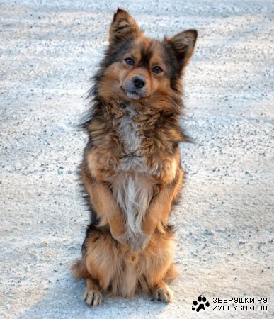 �������� �������� (15 ����)