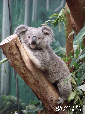 ����� (7 ����������)