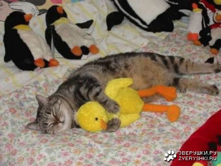 ������ ���� :)