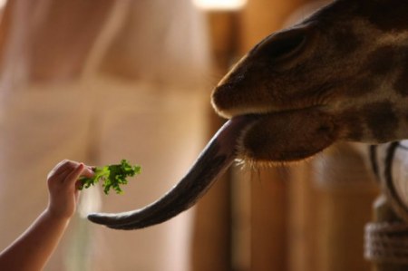 ������� �������� (7 ����)