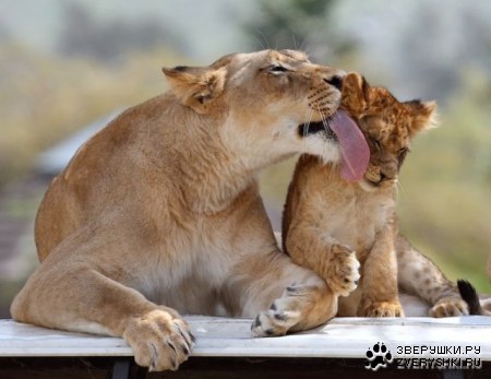 ������� �������� (7 ����)