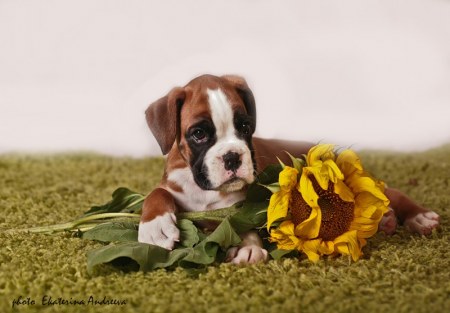 ������� (5 ����)