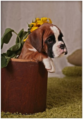 ������� (5 ����)