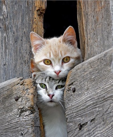 ������� � ������ (15 ����)