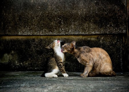 ������� � ������ (15 ����)