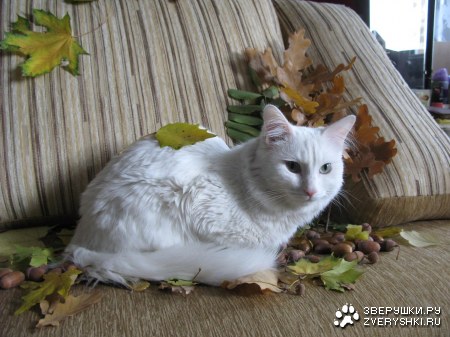 ����� ���� :)