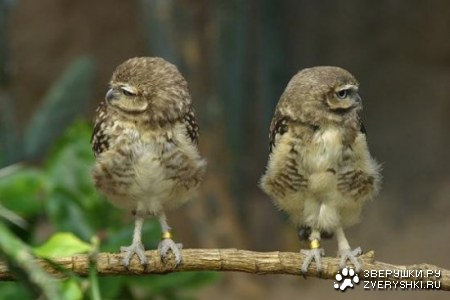 ������ �������� (14 ����)