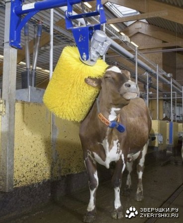 ������ �������� (14 ����)