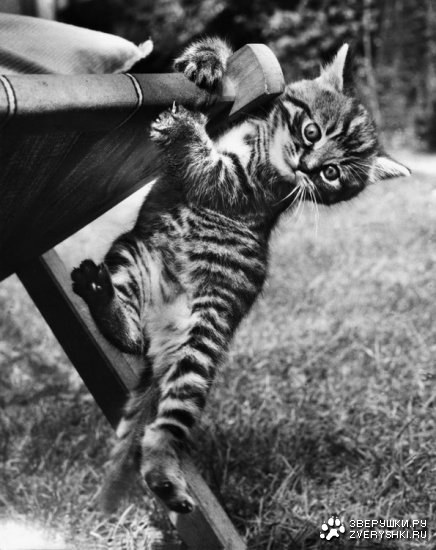 ������������� ����� ����� (21 ����)