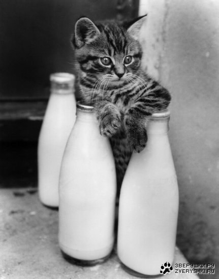 ������������� ����� ����� (21 ����)