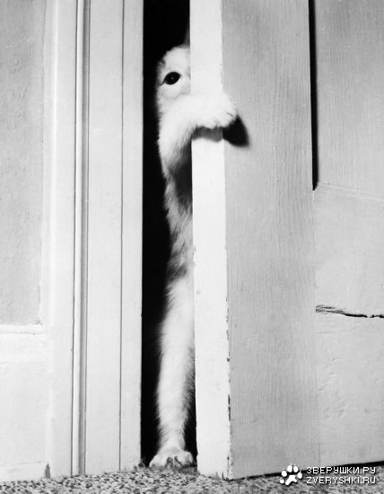 ������������� ����� ����� (21 ����)