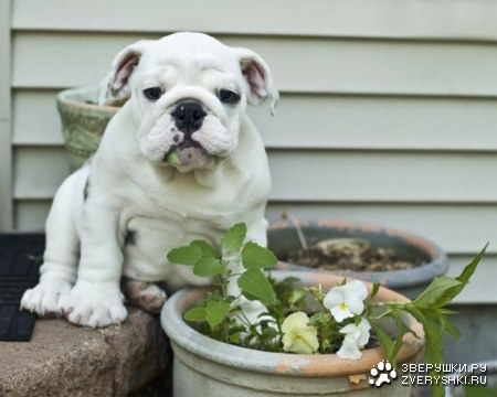 �������������� ���������! (17 ����)