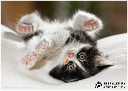 ������� (22 �������� ����������)