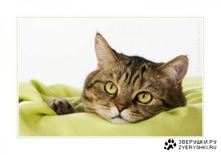 ������� (22 �������� ����������)